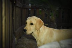 CINNAMON2-scaled
